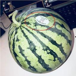 20年的网红吃瓜,笑料百出，揭秘娱乐圈幕后真相